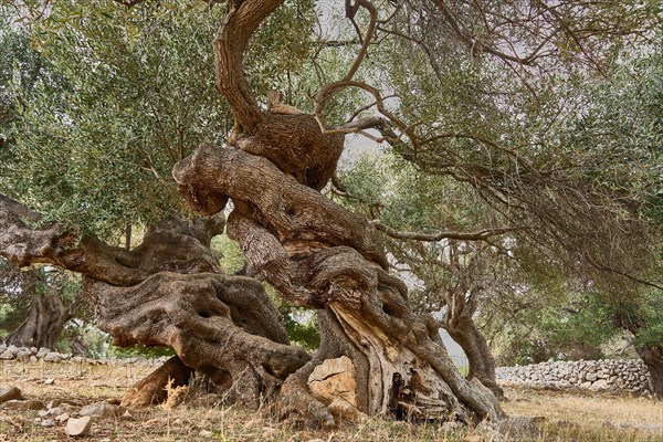 Old, gnarled olive trees in the olive grove of Lun, Vrtovi Lunjskih Maslina, Wild olive (Olea