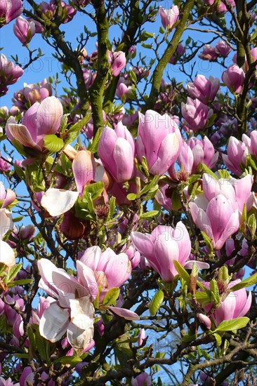 Pink pink pink pink flowers of chinese magnolia (Magnolia x soulangeana) cross of Chinese Yulan
