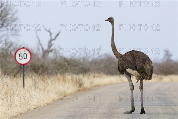 South African ostrich (Struthio camelus australis), adult female standing on the tarred road, next