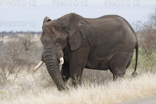African bush elephant (Loxodonta africana), adult male standing next to the tarred road, feeding on