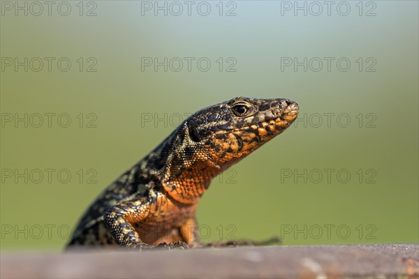 Common wall lizard (Podarcis muralis), adult male, in mating dress, sitting on a rail, in an old