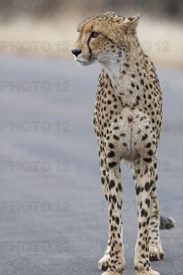 Cheetah (Acinonyx jubatus), adult, standing on the tarred road, alert, early in the morning, animal