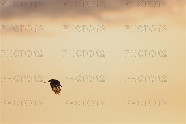 Pied kingfisher (Ceryle rudis), adult bird, in flight, in the morning light, Kruger National Park,