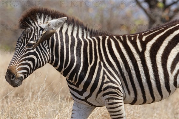 Burchell's zebra (Equus quagga burchellii), zebra foal standing in dry grass, with red-billed