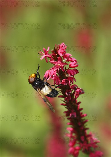 Pellucid fly (Volucella pellucens), on candle knotweed (Polygonum amplexicaule) North