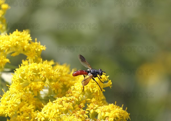 Bicoloured caterpillar fly (Cylindromyia bicolor), on goldenrod (Solidago), North Rhine-Westphalia,