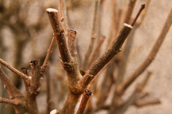 Iserlohn. Thanks to the climate change, early spring has come earlier than usual. The flowering