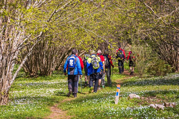 Hikers on a path in a budding hazel (Corylus avellana) tree grove and blooming wood anemone