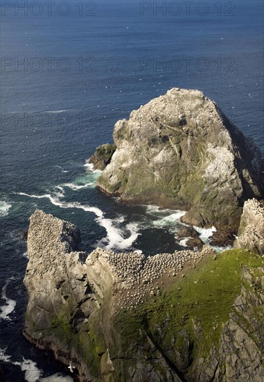 Northern Gannet bird colony, Morus bassanus, The Greing stacks, Hermaness, Unst, Shetland Islands,