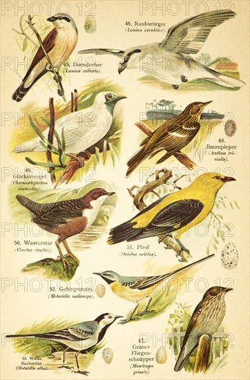 Red-backed shrike or red-backed shrike (Lanius collurio), great grey shrike (Lanius excubitor),