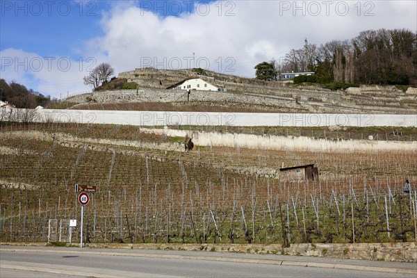 Slope with terraces for viticulture and residential buildings in the UNESCO World Heritage Site