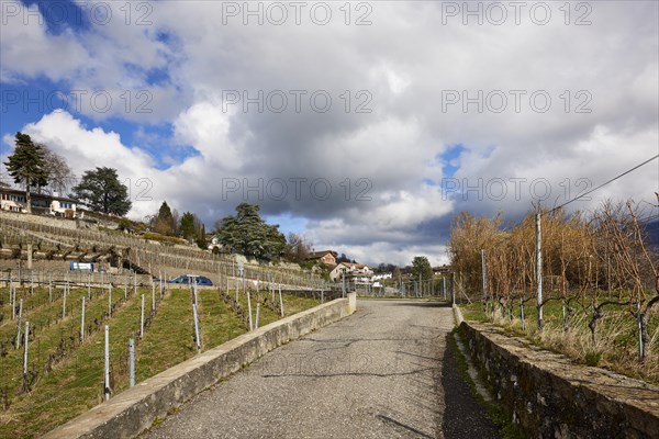 Mighty white spring clouds drift under a blue sky over a vineyard with a steep path in the UNESCO