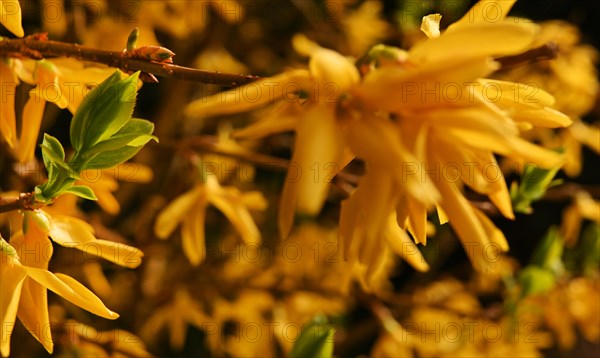 Iserlohn. Thanks to the climate change, early spring has come earlier than usual. The flowering