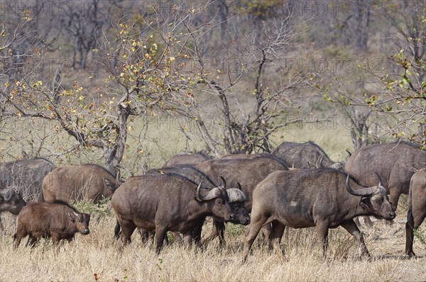Cape buffaloes (Syncerus caffer caffer), herd with calf, walking in dry grass, Kruger National