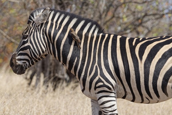 Burchell's zebra (Equus quagga burchellii), adult male standing in dry grass, with red-billed