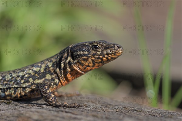 Common wall lizard (Podarcis muralis), adult male, in mating dress, sitting on a rail, in an old