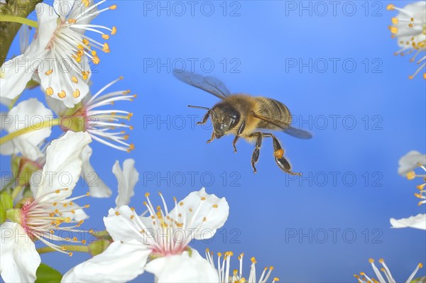 European honey bee (Apis mellifera) bee in flight at the blossom of the heckendorn, blackthorn