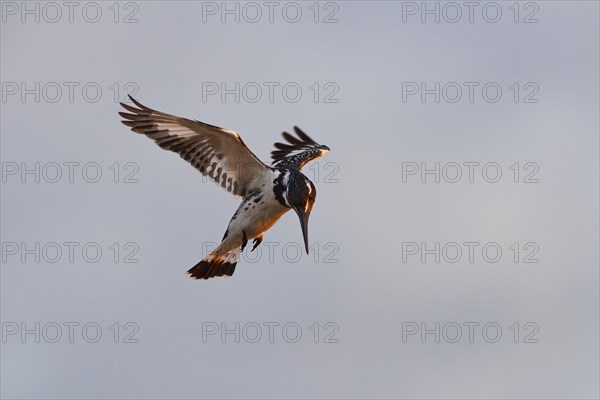 Pied kingfisher (Ceryle rudis), adult female, in hovering flight, fishing in the morning light,