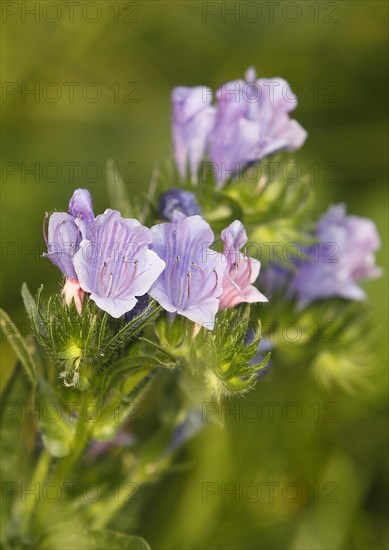 Common viper's bugloss (Echium vulgare), close-up of flowers from the front, North