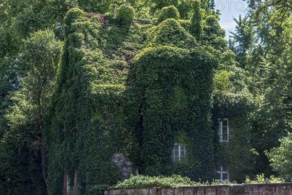 House, completely overgrown, wild vine, boston ivy (Parthenocissus tricuspidata), botanical garden