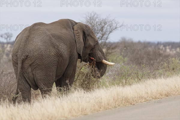 African bush elephant (Loxodonta africana), adult male standing next to the tarred road, feeding on