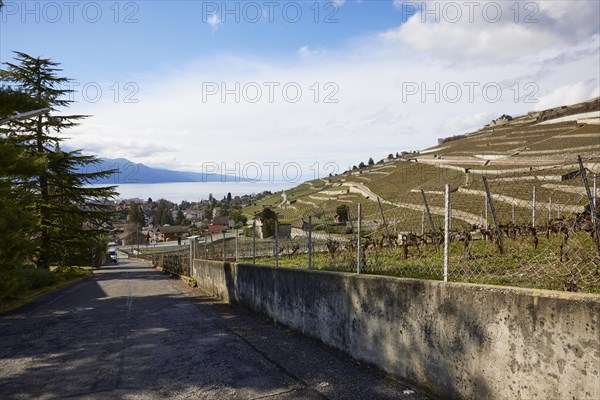 View of Lake Geneva and the vineyard terraces of the UNESCO World Heritage Site Lavaux Vineyard