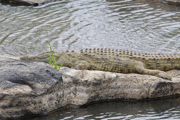 Nile crocodile, (Crocodylus niloticus), adult, sleeping on the rocky bank of the Sabie River,
