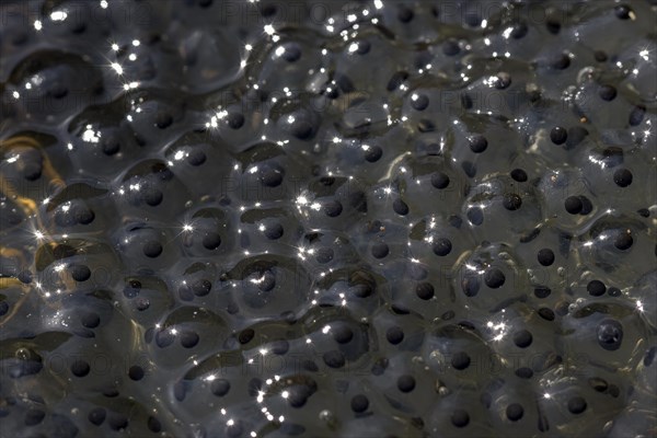 Common frog (Rana temporaria), spawning bales, frog spawn, Oberhausen, Ruhr area, North