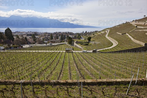Vineyard terraces in the UNESCO World Heritage Lavaux vineyard terraces with views of Lake Geneva,