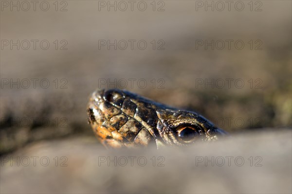 Common wall lizard (Podarcis muralis), adult male, looking out of its hiding place, in an old