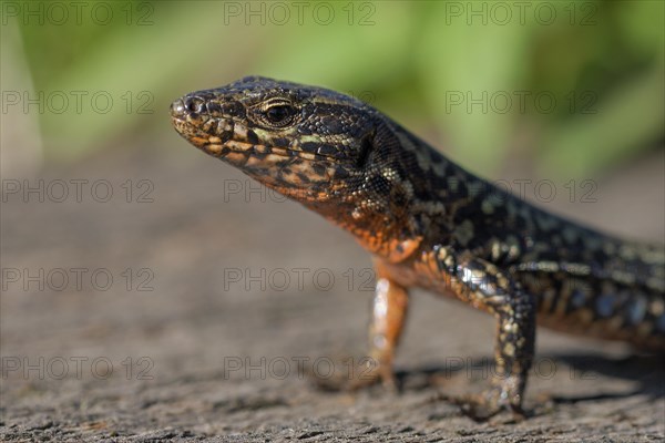 Common wall lizard (Podarcis muralis), adult male, in mating dress, sitting on a rail, in an old
