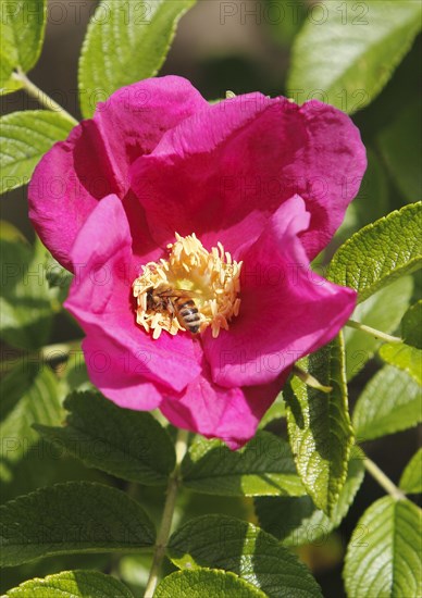 European honey bee (Apis mellifera) on rugosa rose (Rosa Rugosa), North Rhine-Westphalia, Germany,