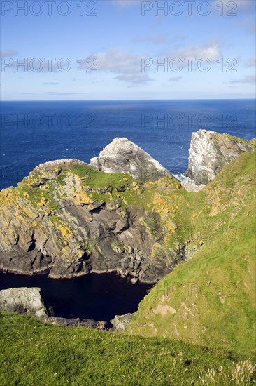 Northern Gannet bird colony, Morus bassanus, The Greing stacks, Hermaness, Unst, Shetland Islands,