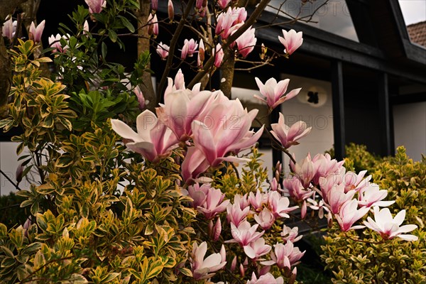 Iserlohn. Thanks to the climate change, early spring has come earlier than usual. The flowering