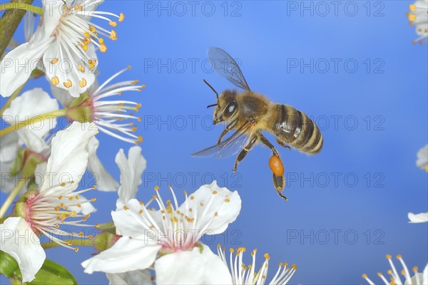 European honey bee (Apis mellifera) bee in flight at the blossom of the heckendorn, blackthorn