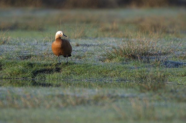 Ruddy shelduck (Tadorna ferruginea), male, in a meadow, Dingdener Heide nature reserve, North