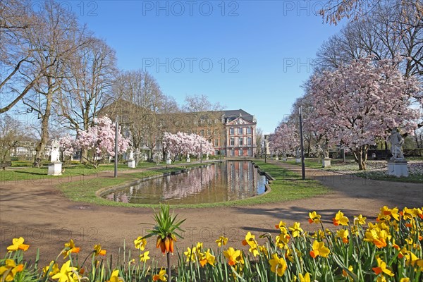 Palace garden and electoral palace with blossoming magnolia trees in spring, daffodils, flower bed,