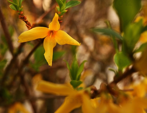 Iserlohn. Thanks to the climate change, early spring has come earlier than usual. The flowering