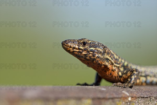 Common wall lizard (Podarcis muralis), adult male, in mating dress, sitting on a rail, in an old