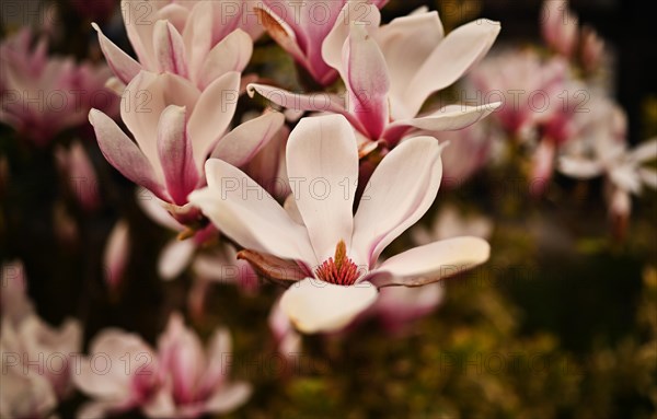 Iserlohn. Thanks to the climate change, early spring has come earlier than usual. The flowering