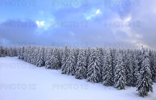 Aerial view of the wintery snow-covered forest with conifers in the Harz Mountains, Torfhaus,