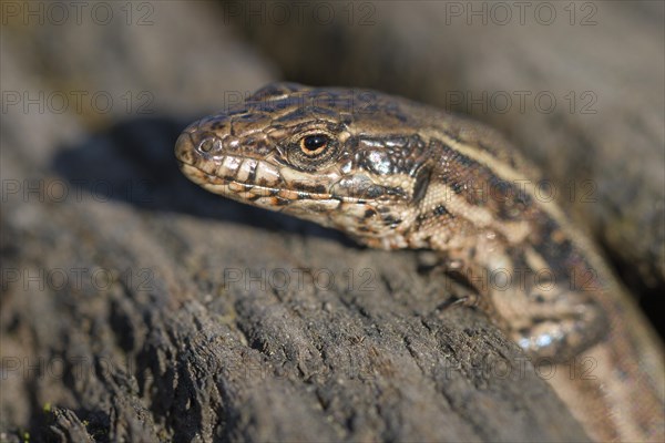 Common wall lizard (Podarcis muralis), adult female, looking out of her hiding place, in an old