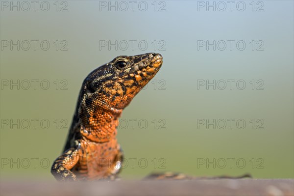 Common wall lizard (Podarcis muralis), adult male, in mating dress, sitting on a rail, in an old