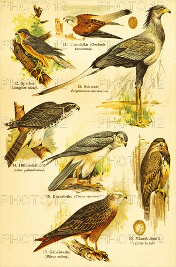 Kestrel (Cerchneis tinnuncula), eurasian sparrowhawk (Accipiter nisus), secretary bird