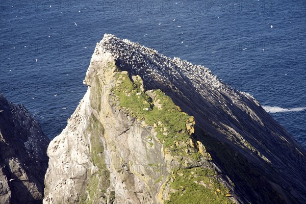 Northern Gannet bird colony, Morus bassanus, The Greing stacks, Hermaness, Unst, Shetland Islands,