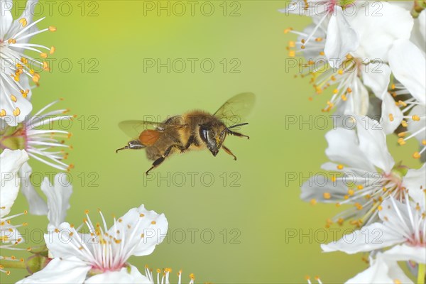 European honey bee (Apis mellifera) bee in flight at the blossom of the heckendorn, blackthorn