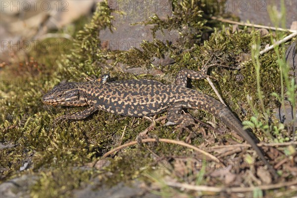Common wall lizard (Podarcis muralis), adult male, sunbathing in an old railway track,