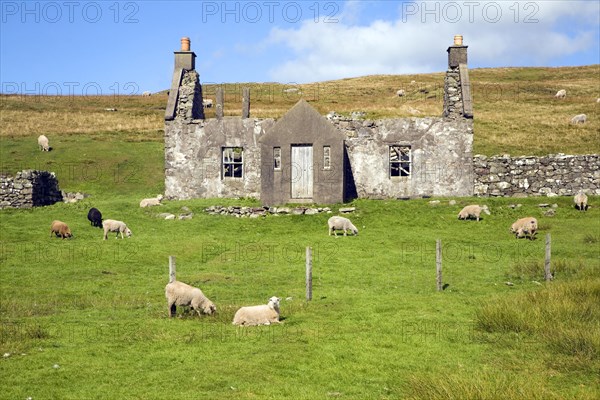 Derelict abandoned croft house with sheep grazing, Dale of Walls, Mainland, Shetland Islands,
