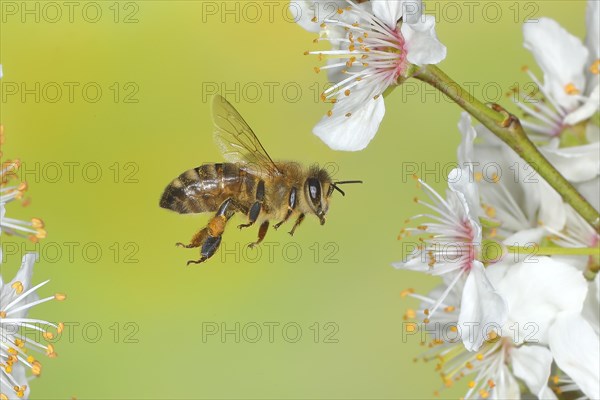 European honey bee (Apis mellifera) bee in flight at the blossom of the heckendorn, blackthorn