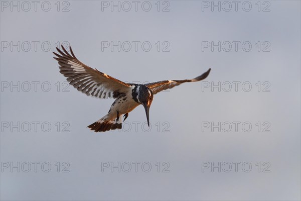 Pied kingfisher (Ceryle rudis), adult female, in hovering flight, fishing in the morning light,
